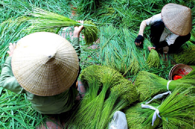 Lang Vong Sticky Rice Village Tour Half Day